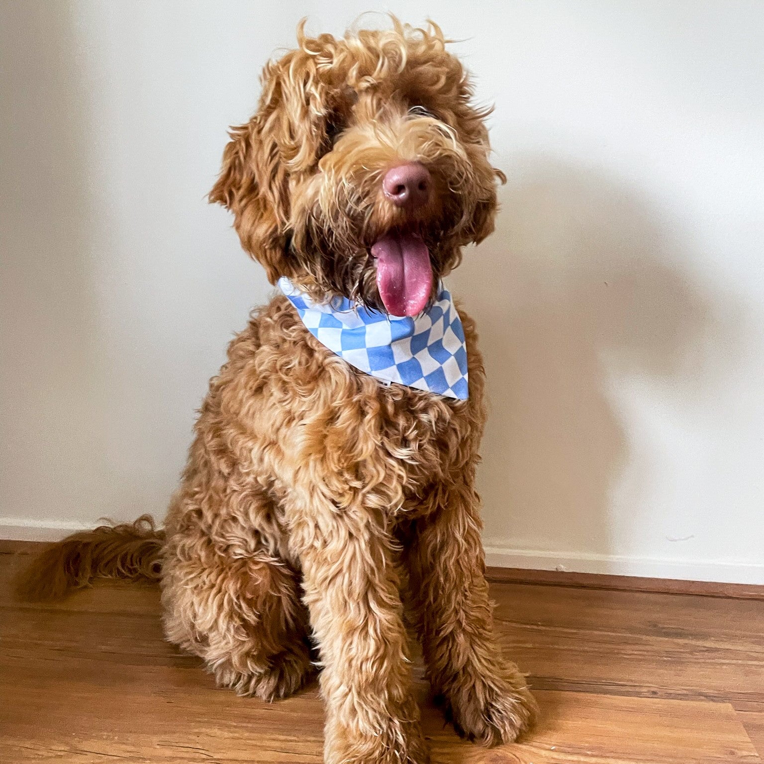 PRE-ORDER: Racing Pet Tie on Bandana - Black & Blue Checkered